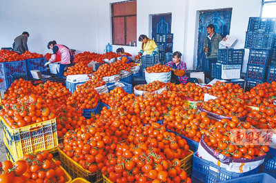 田陽縣西紅柿滯銷困境 農(nóng)戶無奈傾倒江中，農(nóng)副產(chǎn)品出路何在？